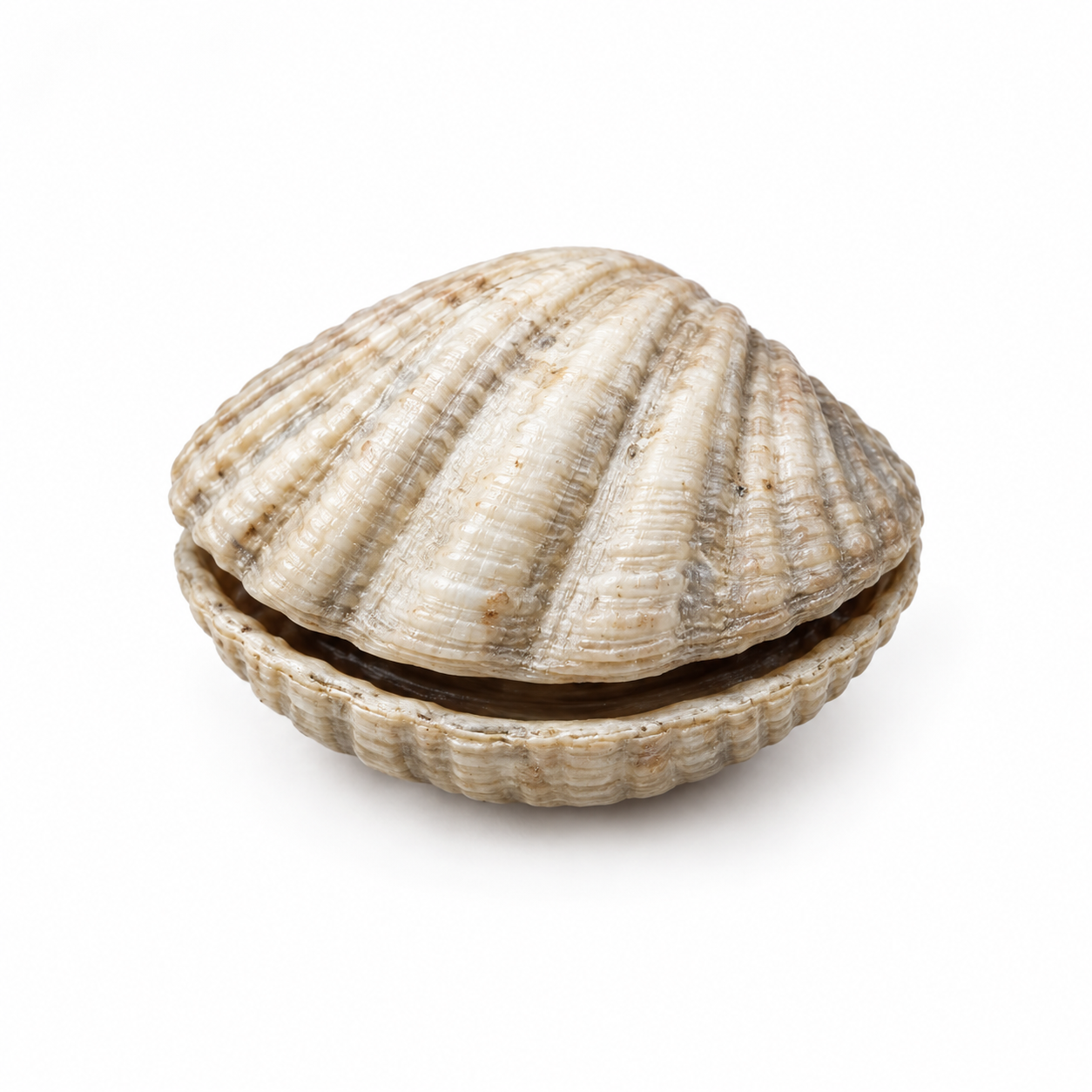 Clam